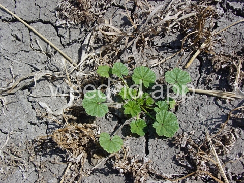 mallow, common